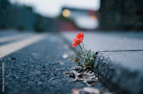 Red poppy growing in a crack on the street
