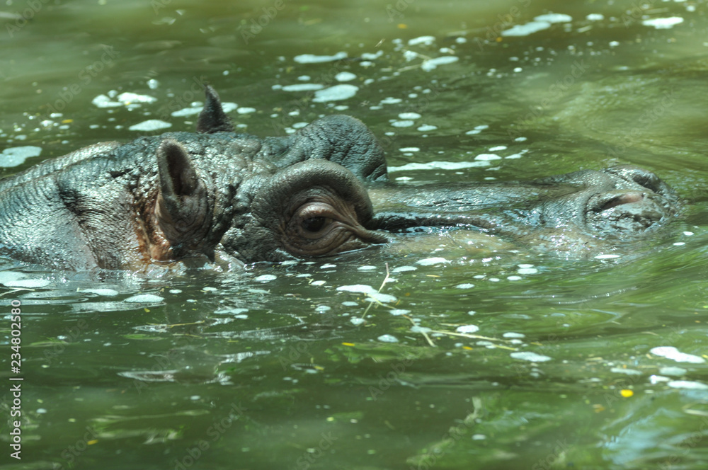 Obraz premium hippo in water