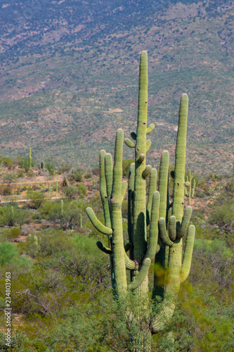 saguaro cactus with many arms near a mountain