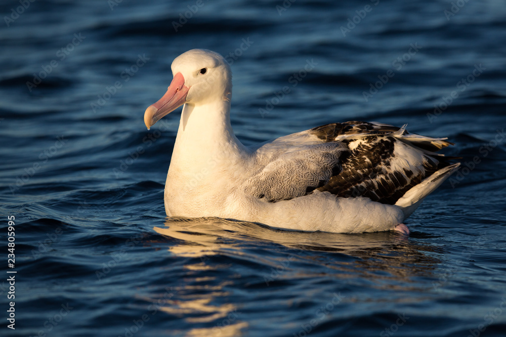 Albatross sitting on the water