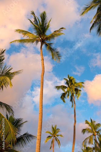 Palm Trees  Pu  uhonua o H  naunau National Historical Park  Hawaii
