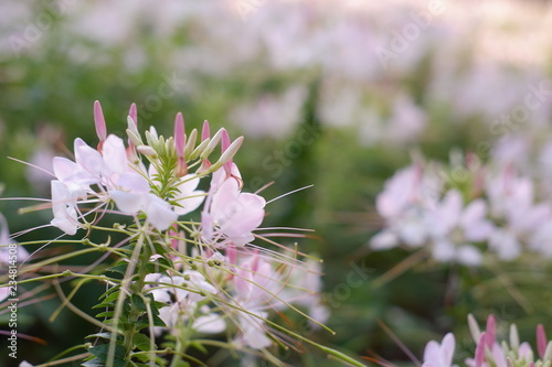 Fototapeta Naklejka Na Ścianę i Meble -  beautiful white flowers in garden
