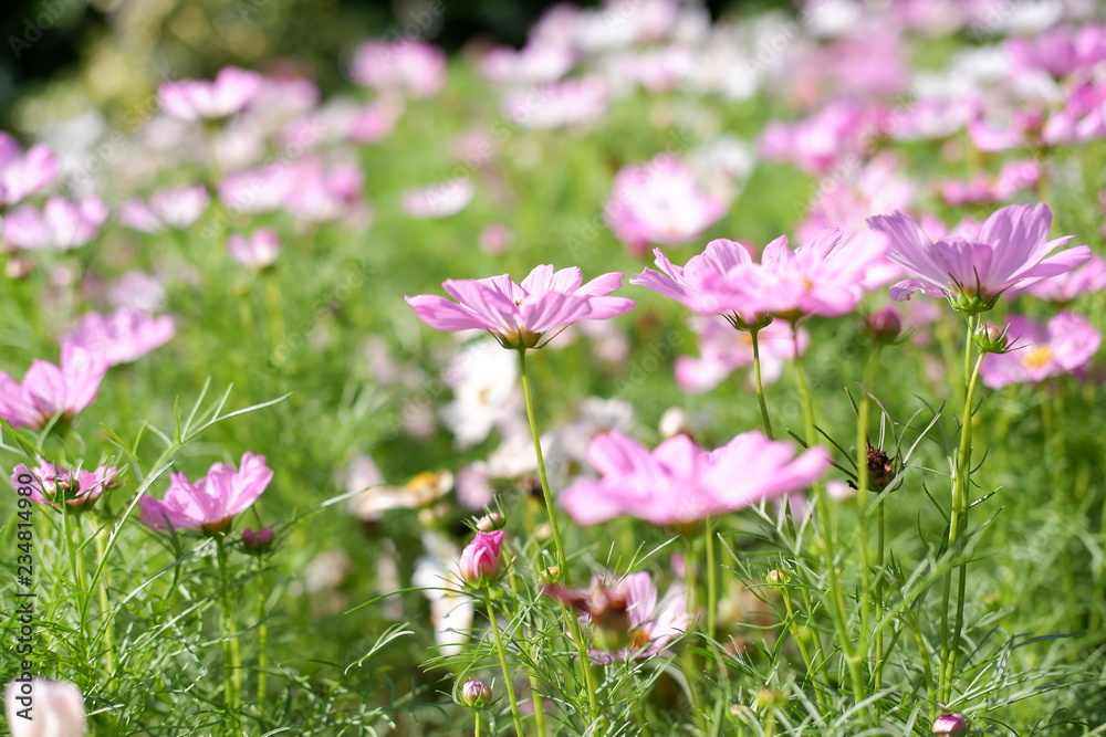 cosmos flower in nature background cosmos flower in nature background