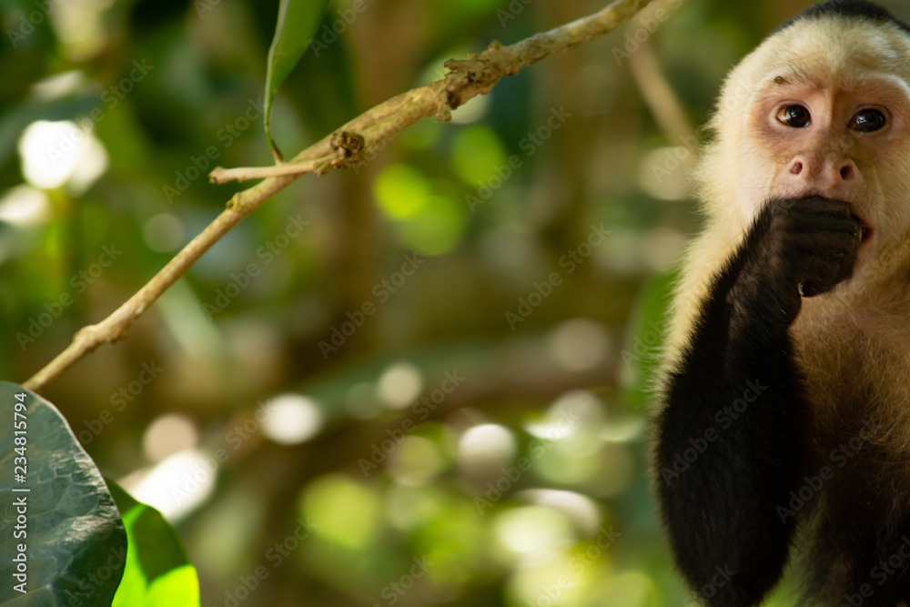 Fototapeta premium Monkey at costarica take 2