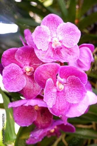 close up orchid flower