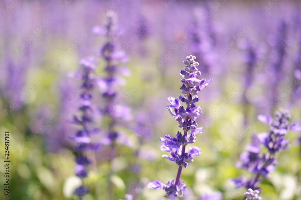 Naklejka premium colourful flower background