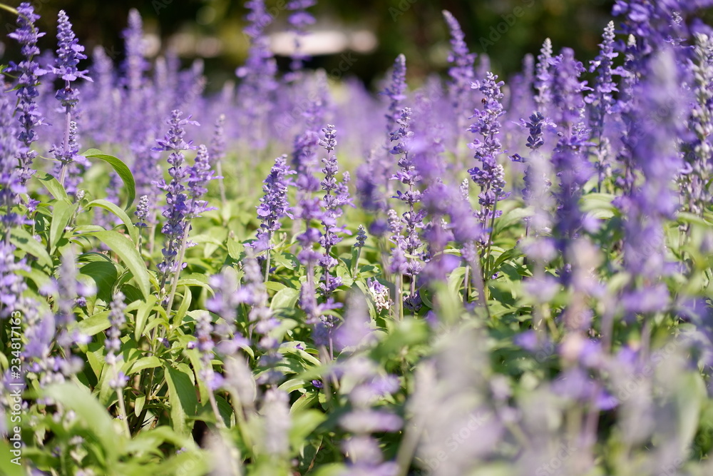 Obraz premium lavender garden background