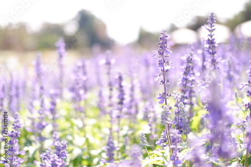 lavender garden background