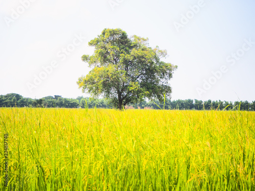 alone tree in field sky horizontal line background beautiful scene in summer season in Ayutthaya Thailand