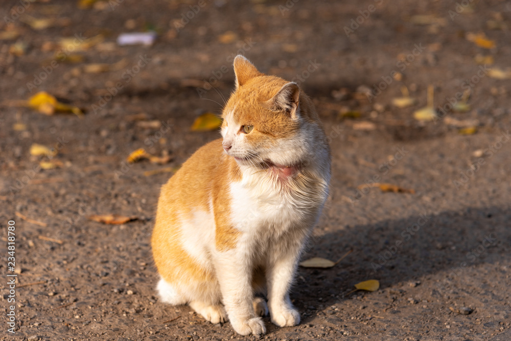 Homeless red cat with a sore neck