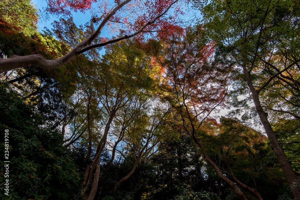 Fototapeta premium 秋の京都