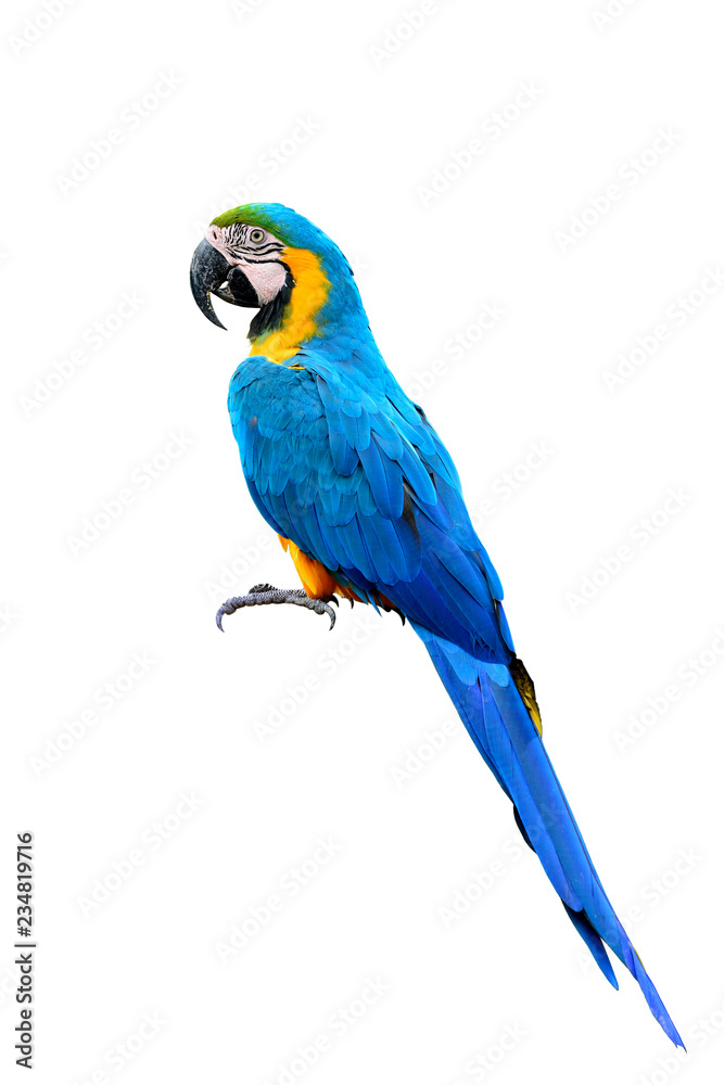 Blue and gold macaw parrot bird with details feathers of head wing tail  head and feet isolated on white background, exotic animal Stock Photo |  Adobe Stock