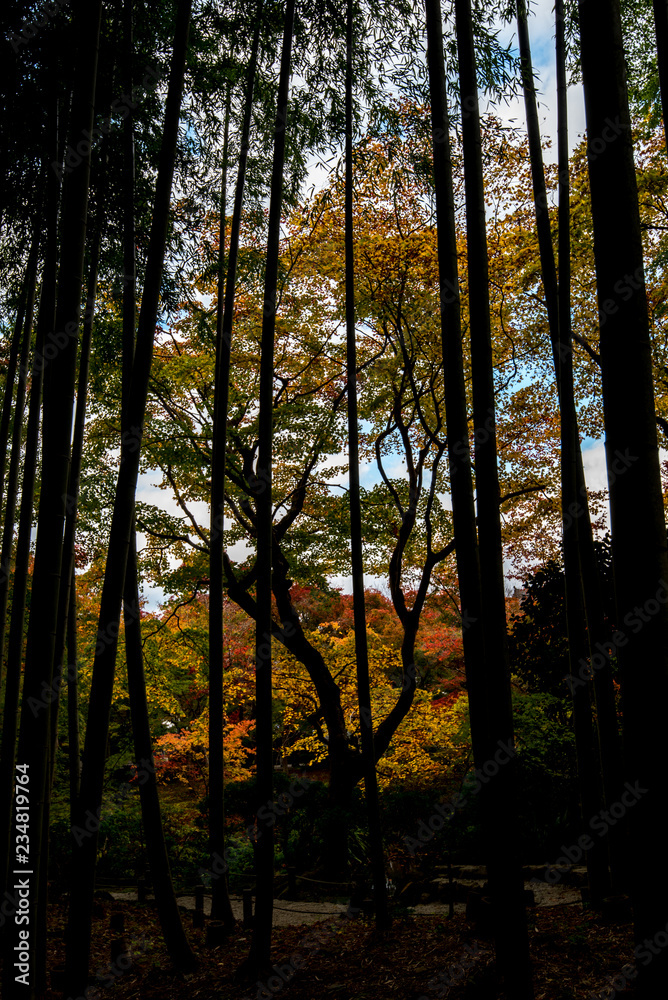 Obraz premium 竹藪の向こう