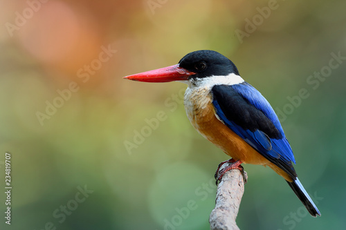 Black-capped kingfisher (Halcyon pileata) beautiful blue wings brown belly white throat black head and red beaks perching on wooden stick over fire shade background