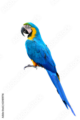 Blue and gold macaw parrot bird with details feathers of head wing tail head and feet isolated on white background, exotic animal