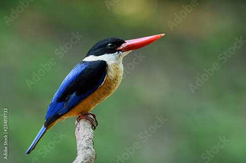 Exotic blue bird with black head and red beaks calmly perching on wooden stick over blur green background in lively nature lighting, Black-capped kingfisher (Halcyon pileata)