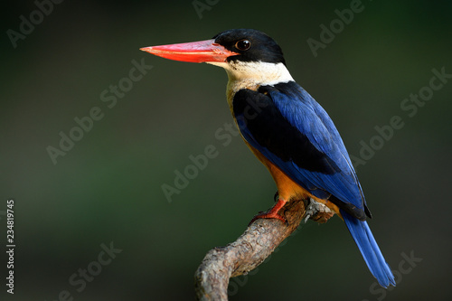 Exoticl blue bird with black head and red bills calmly expose on wood branch showing its side feathers profile, Black-capped kingfisher (Halcyon pileata)