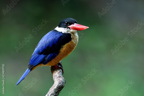Fascinated fat blue bird with black head and red bills happily sitting on wooden stick over blue green background, back-capped kingfisher