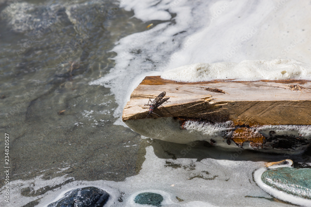 Fototapeta premium insect on a wooden log on the bank of a stream, Altai, Russia