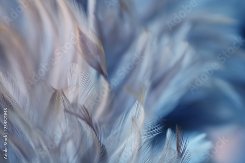 Blur Bird chickens feather texture for background, Fantasy, Abstract, soft color of art design.