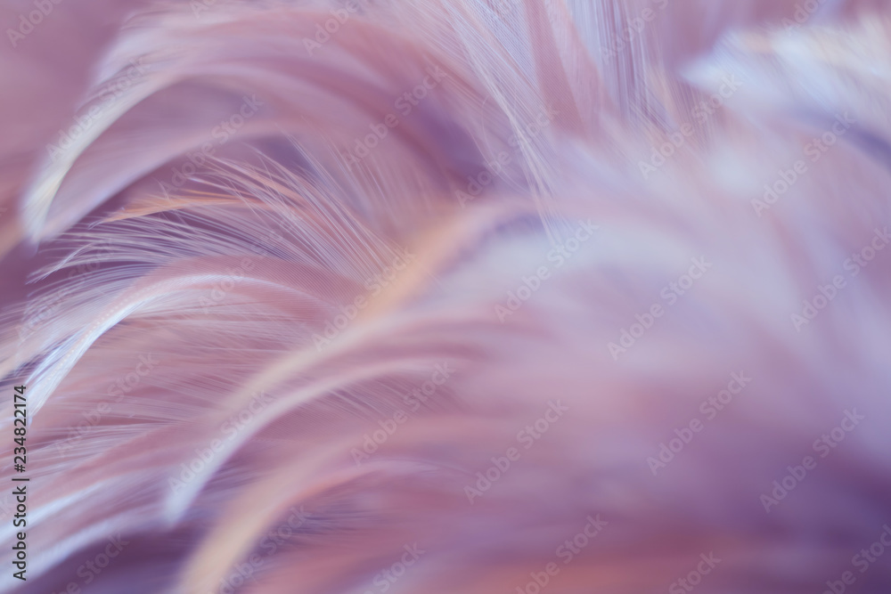 Blur Bird chickens feather texture for background, Fantasy, Abstract, soft color of art design. Blur Bird chickens feather texture for background, Fantasy, Abstract, soft color of art design.