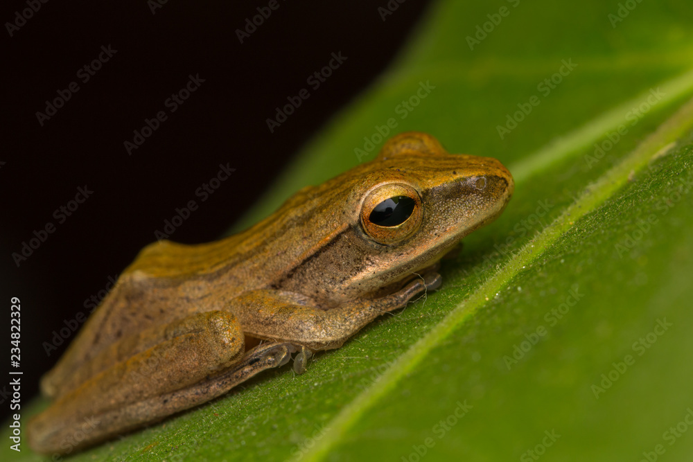 Fototapeta premium Beautiful Frog at Borneo, Frog