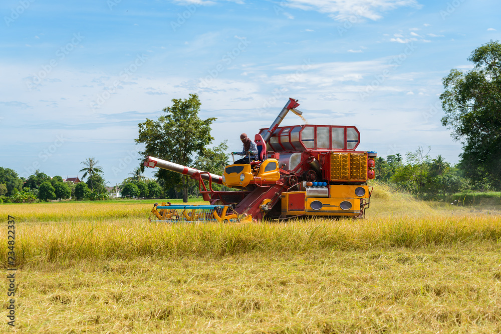 Combine harvester Working on rice field. Harvesting is the process of gathering a ripe crop Combine harvester Working on rice field. Harvesting is the process of gathering a ripe crop