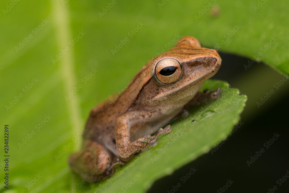 Obraz premium Beautiful Frog at Borneo, Frog