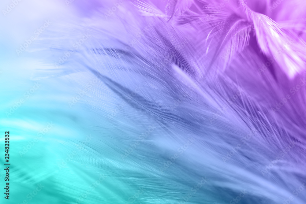 Pastel colored of chicken feathers in soft and blur style for the background Pastel colored of chicken feathers in soft and blur style for the background