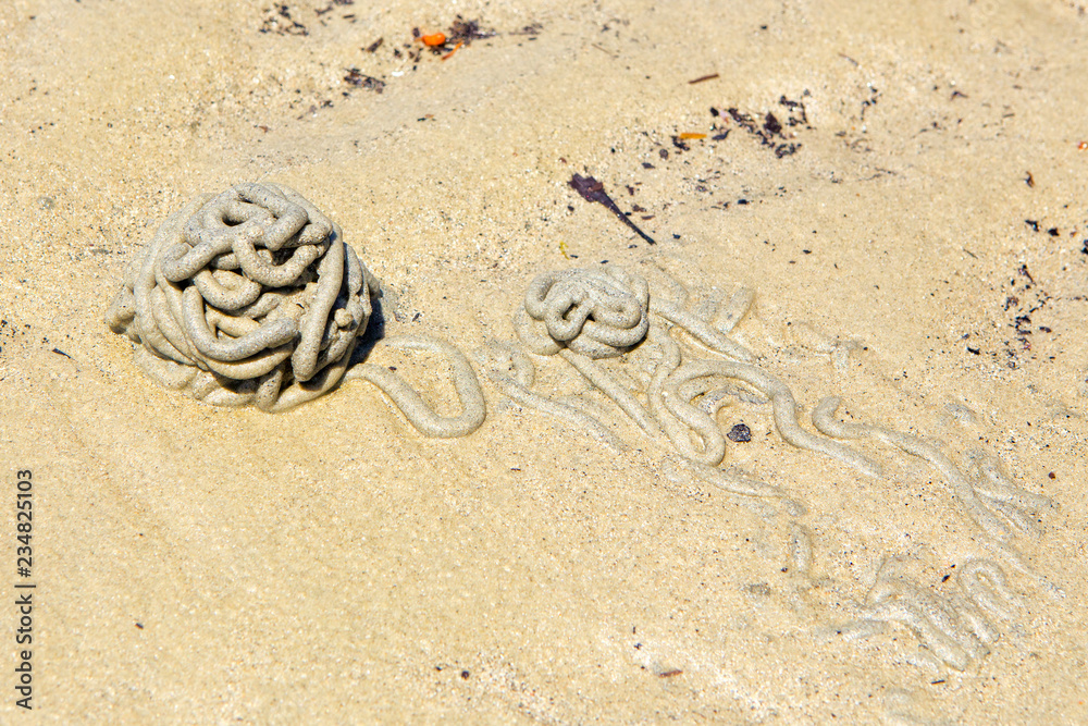 Sandworm cast on wet sand in The Daintree of Queensland, Australia Stock  Photo