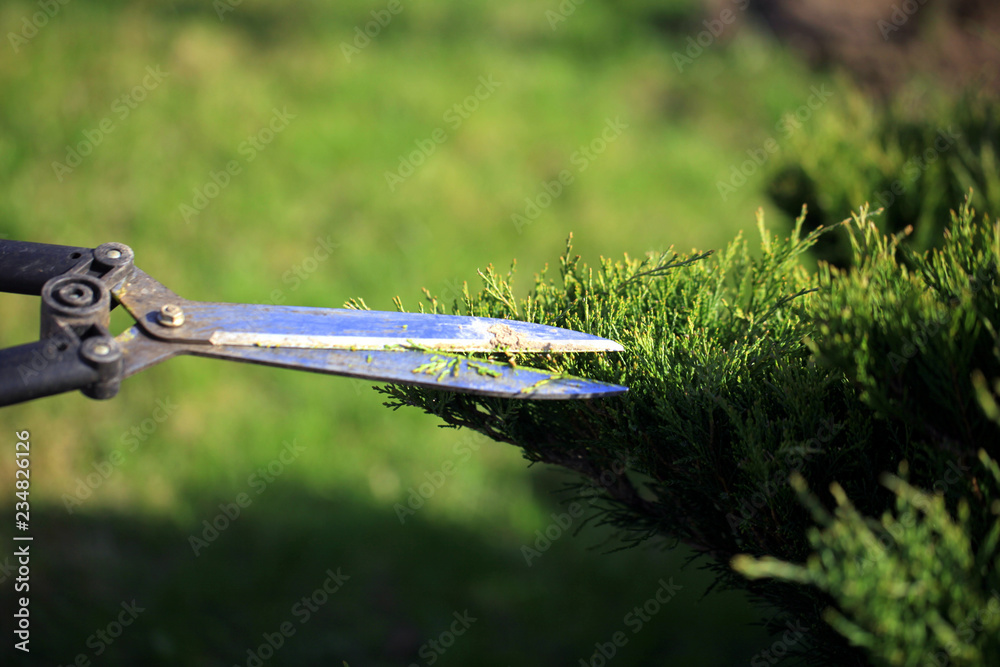 Autumn work in the garden. Shearing of the juniper with shears. Soft focus.Garden design Autumn work in the garden. Shearing of the juniper with shears. Soft focus.Garden design