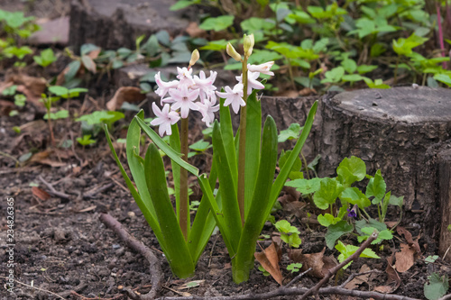 Pink garden hyacinth or Hyacinthus orientalis close-up at flowerbed, selective focus, shallow DOF