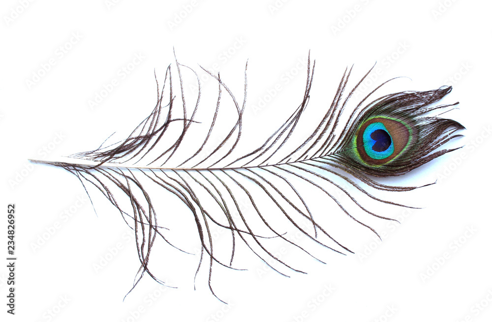 Obraz premium peacock feather eye on white background 