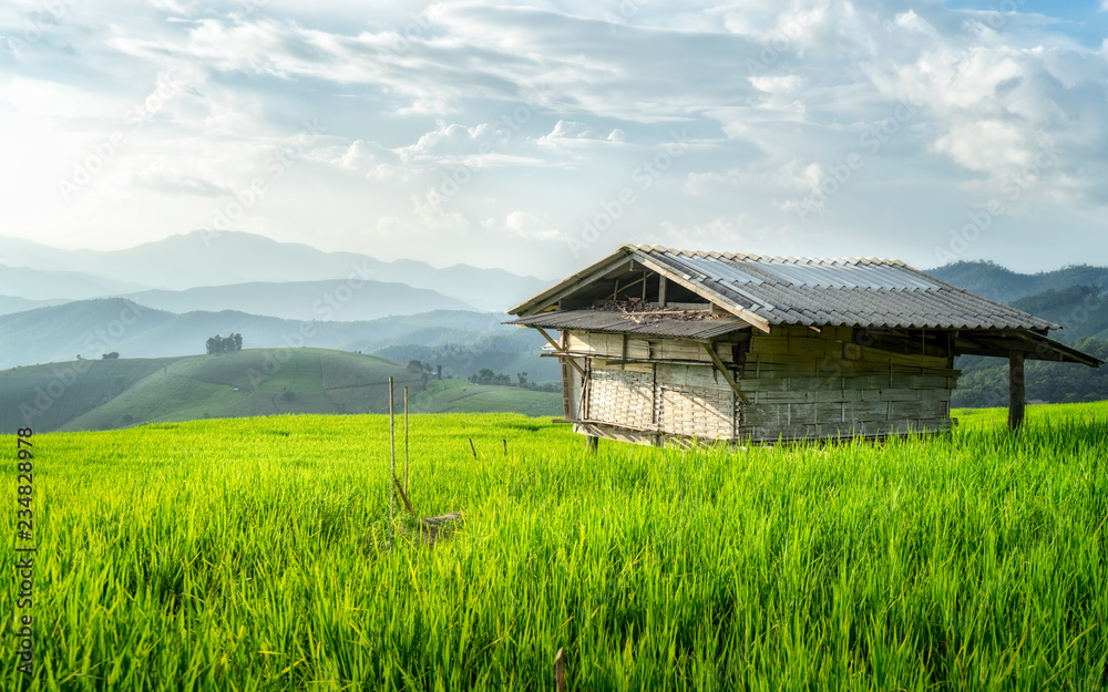 Farmer's cottage located in the middle of rice field. Scenery and the beauty of nature, far away downtown.