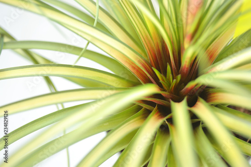 The beautiful succulent is a species in the genus Bromeliad. Bromeliads for decoration garden on white background  selective focus.