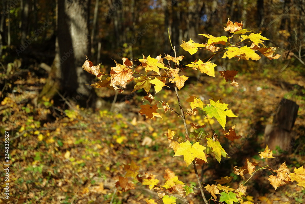 Image of maple leaves in autumn.