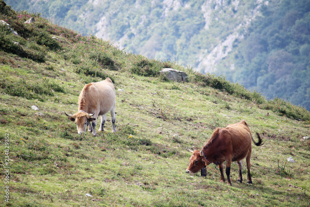 Cows in mountain terrain in Caravia, Asturias, Spain