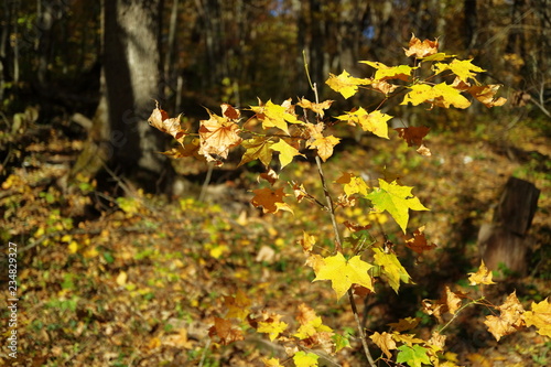 Image of maple leaves in autumn.