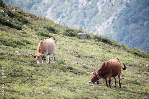 Cows in mountain terrain in Caravia, Asturias, Spain © nastyakamysheva