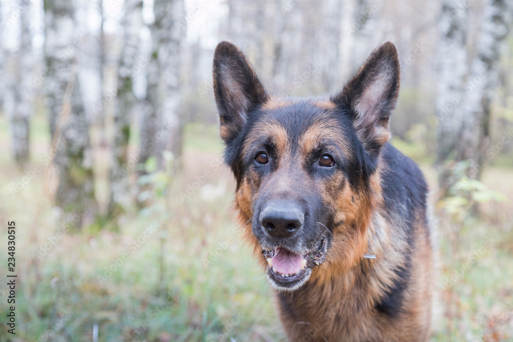 Dog German Shepherd outdoors in an autumn Dog German Shepherd outdoors in an autumn