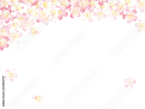 桜　水彩イラスト