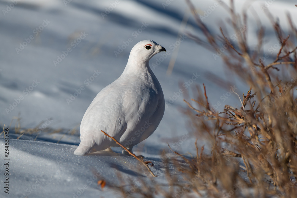 Fototapeta premium A Beautiful White-tailed Ptarmigan in White Winter Plumage in the Mountains of Colorado