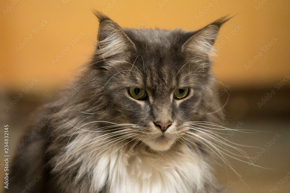 Close-up Portrait of Adorable Maine Coon Cat Stare up Isolated on Black Background, Front view Close-up Portrait of Adorable Maine Coon Cat Stare up Isolated on Black Background, Front view