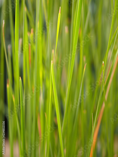 Background green line grass beautiful nature