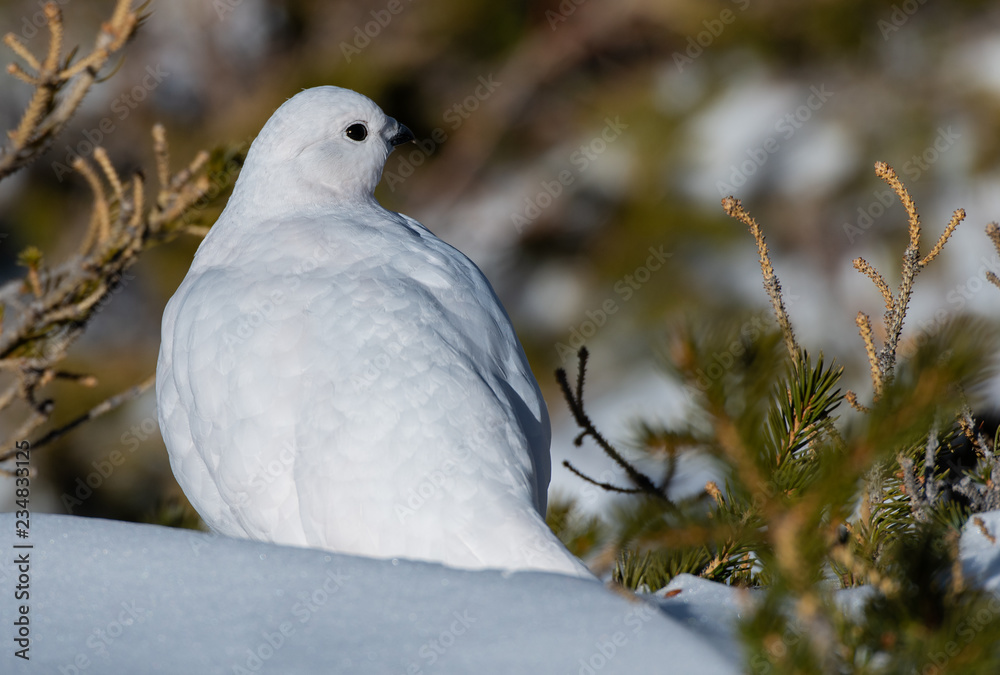 A Beautiful White-tailed Ptarmigan in White Winter Plumage in the Mountains of Colorado A Beautiful White-tailed Ptarmigan in White Winter Plumage in the Mountains of Colorado