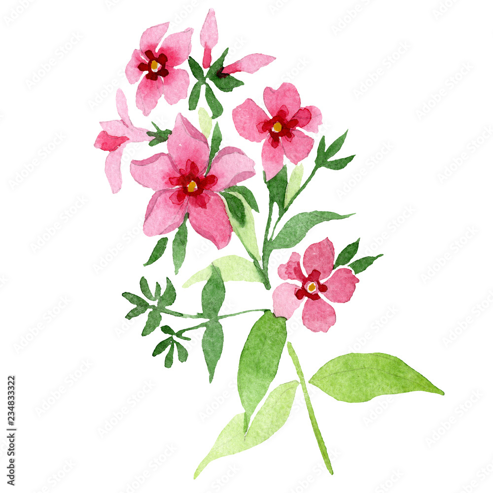 Pink phlox flowers with green leaves. Isolated phlox illustration element. Watercolor background illustration set. Pink phlox flowers with green leaves. Isolated phlox illustration element. Watercolor background illustration set.
