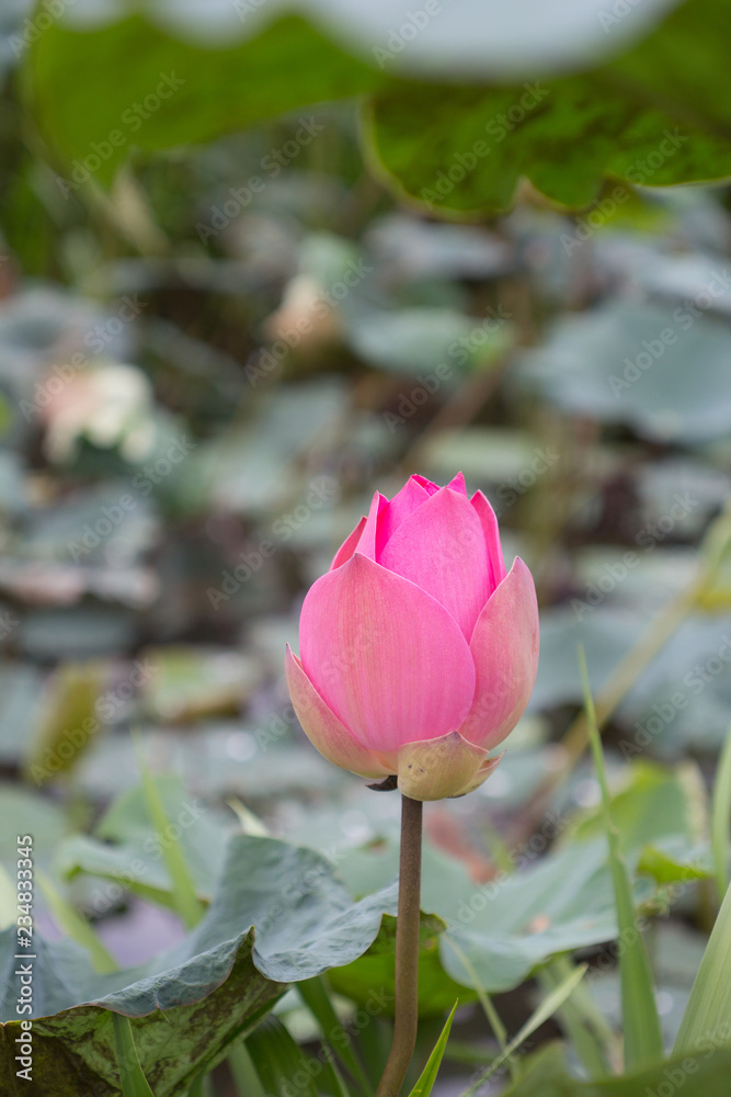 pink lotus in swamp