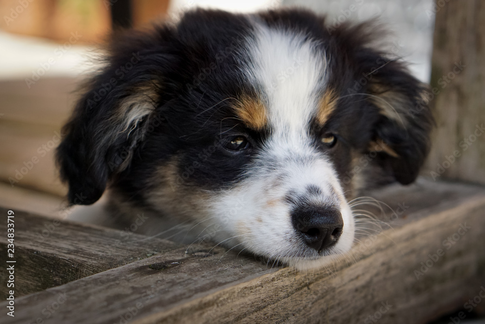 Miniature Australian Shepherd, Dog
