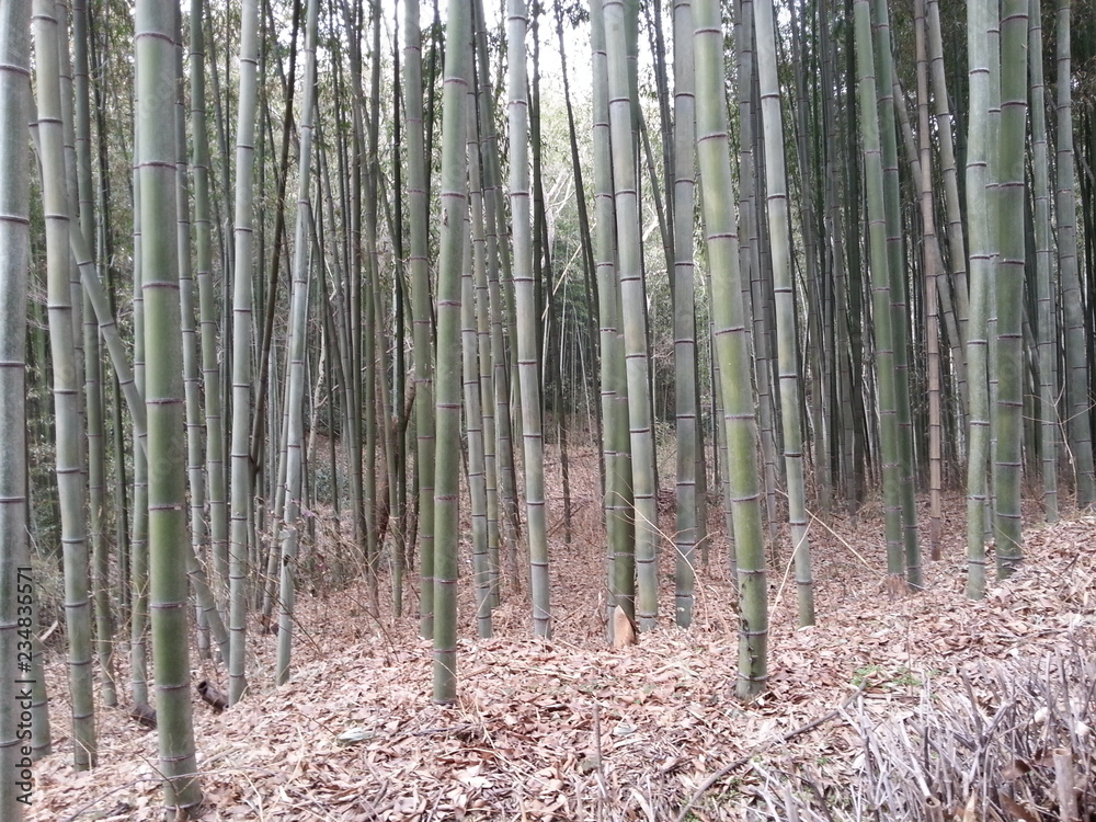 baboo foreast, Damyang, Korea baboo foreast, Damyang, Korea