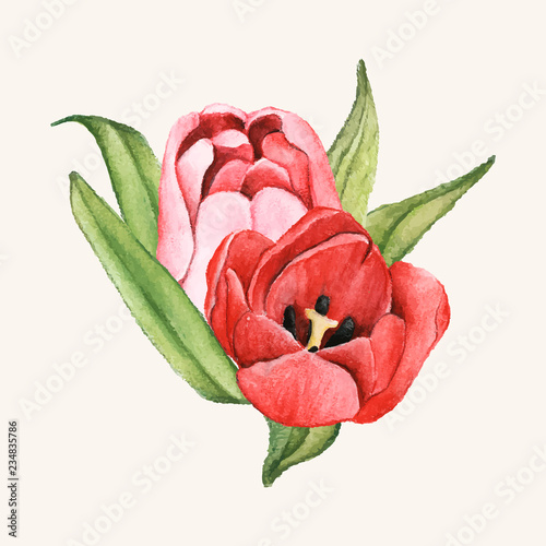 Hand drawn tulip flower isolated